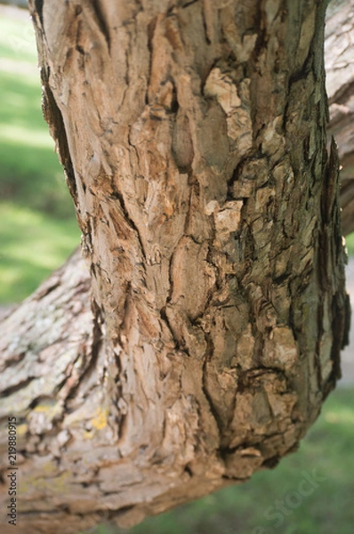 Obraz A closeup view of the bark on a bent tree trunk.