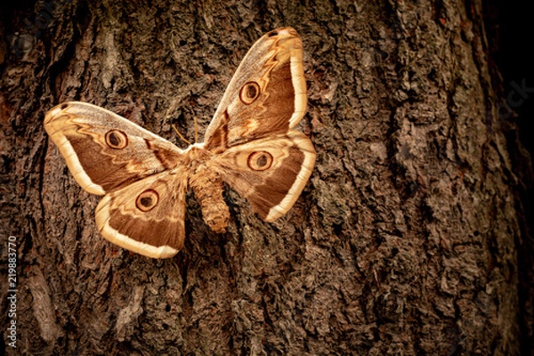 Obraz Saturnia pyri butterfly on a tree bark
