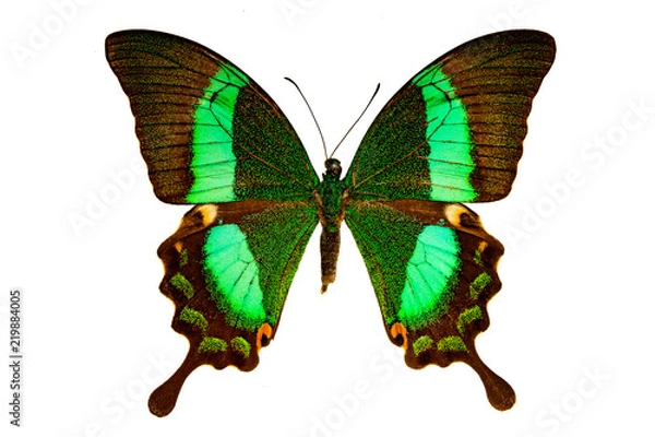 Obraz Papilio palinurus on a white background