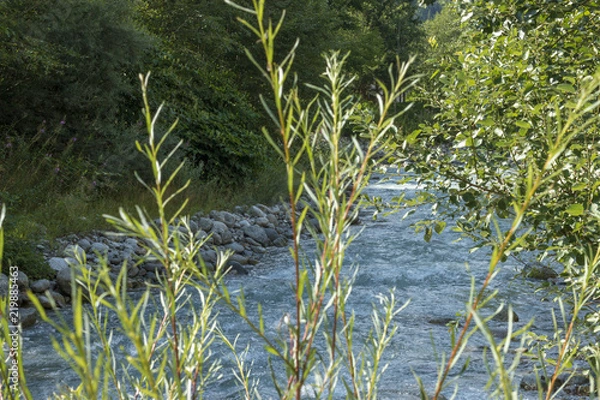 Obraz plant and stream (arve chamonix) 01