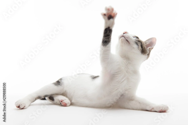 Obraz 手を挙げている猫