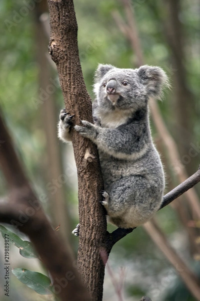 Fototapeta Joey Koala