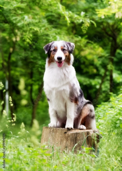 Fototapeta An Australian shepherd dog sits on a stump. Bitch has brown eyes. There is a lot of greenery around her. There are some trees in the background.