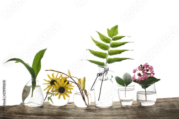 Obraz flowers and plants, decorative uses