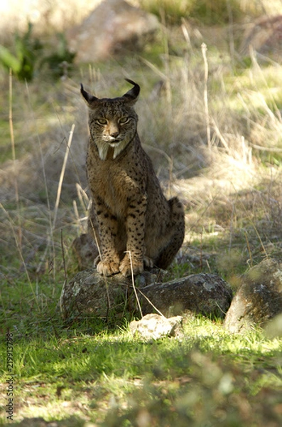 Obraz Iberian Lynx. Lynx pardinus