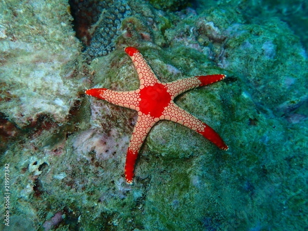 Obraz マレーシアの星形の赤いヒトデ
