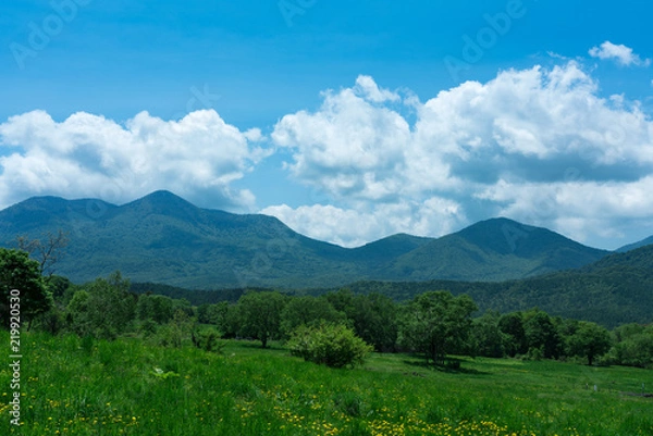 Fototapeta 初夏の笹ヶ峰高原
