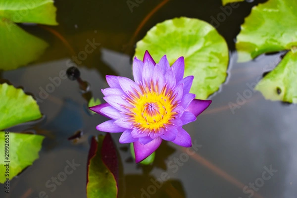 Obraz 睡蓮の花のクローズアップ