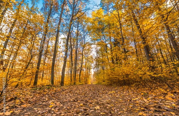 Fototapeta Path in the forest, autumn landscape, nature scenery with yellow trees and fallen leaves