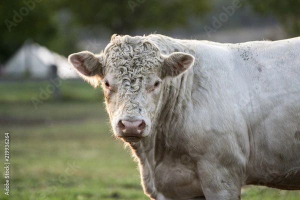 Fototapeta Young Charolais Bull