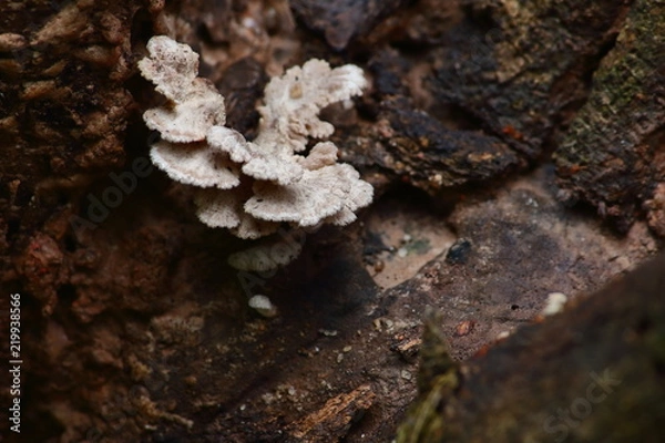 Obraz mushroom herb and vegetarian in fresh forest