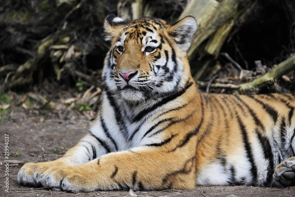 Fototapeta Tiger