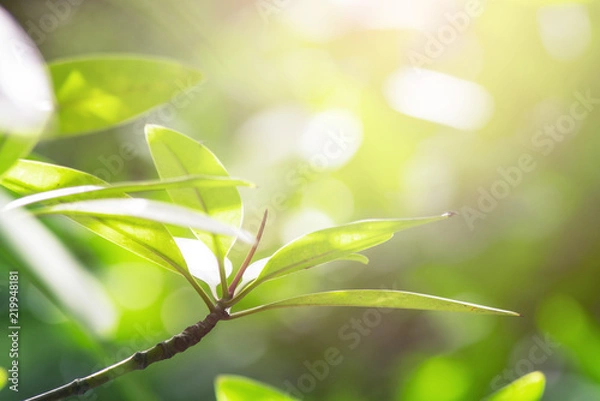 Obraz mangrove leaf blooming in bright day light