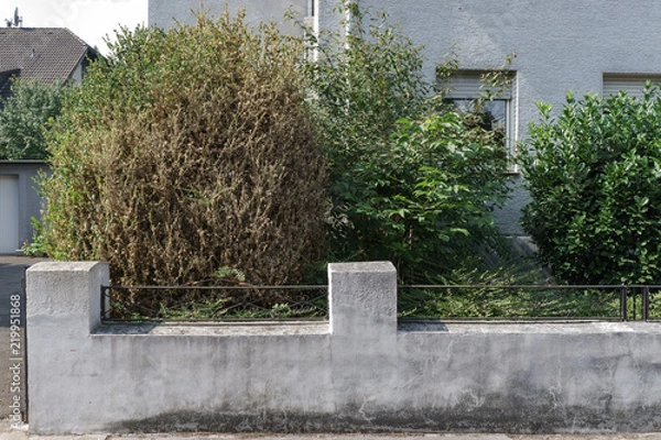 Obraz Buchsbaumzünzler, zerstörter Buchsbaum