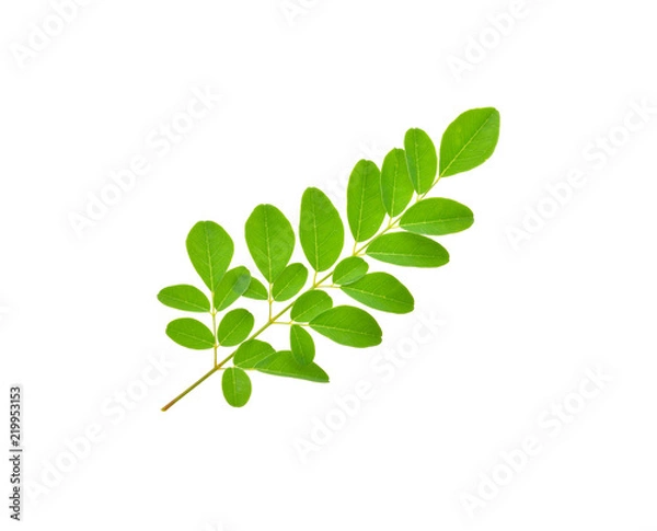 Fototapeta moringa leaves on white background