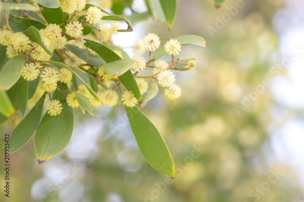 Fototapeta Wattle tree branch with yellow flowers