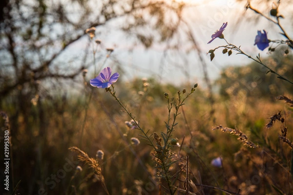 Obraz рассвет бессмертник
