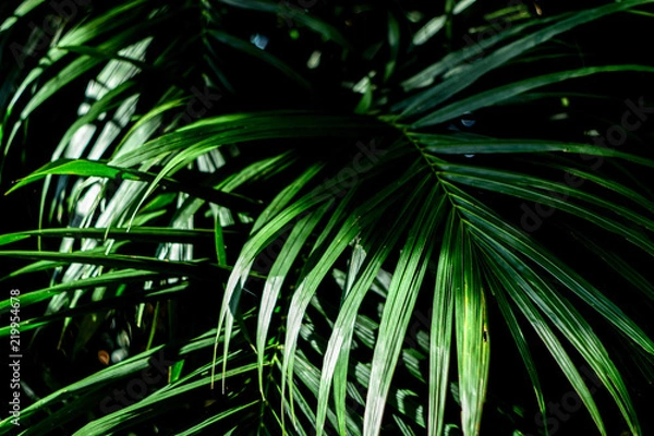 Fototapeta Green Tropical leaves background ,element of plant texture