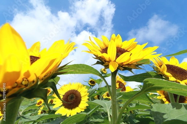 Fototapeta ひまわり