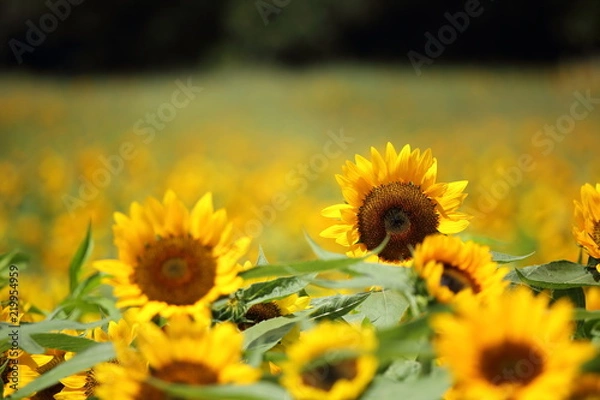 Fototapeta ひまわり