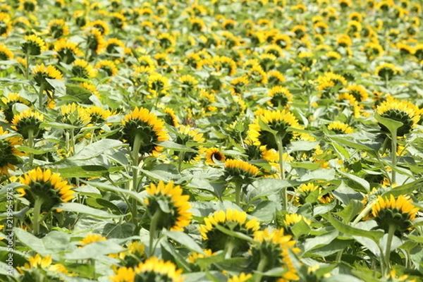 Fototapeta ひまわり