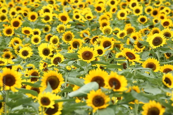 Fototapeta ひまわり