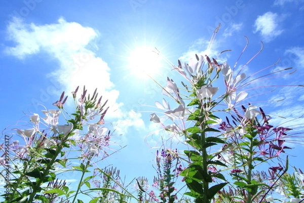 Fototapeta クレオメ