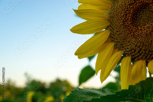 Fototapeta Sunflower fields at sunset