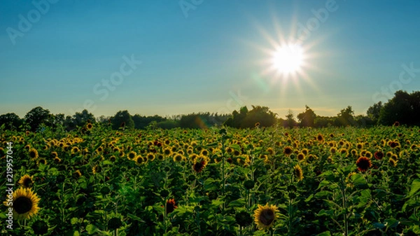 Fototapeta Sunflower fields at sunset