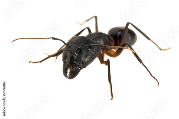 Obraz Ant isolated on white