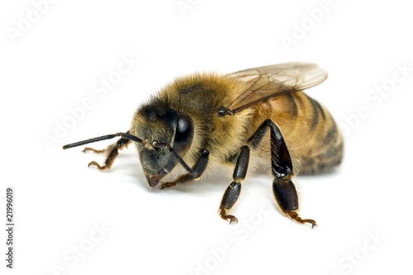 Fototapeta Single Bee isolated on white