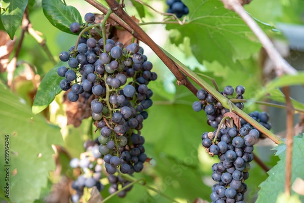 Obraz 樹上の山葡萄の実