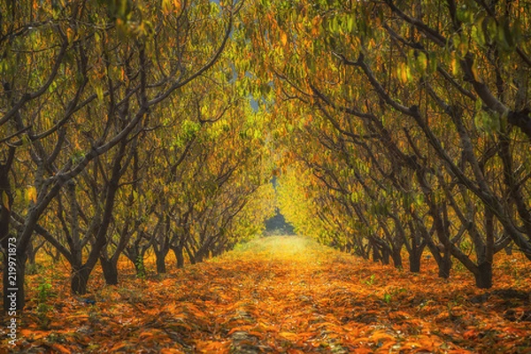 Obraz Şeftali Bahçesi