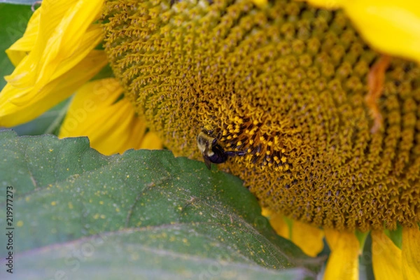 Fototapeta Sunflower fields at sunset