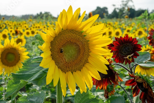 Fototapeta Sunflower fields at sunset