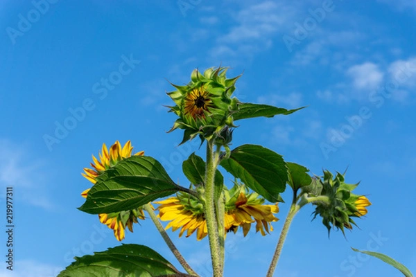 Fototapeta Sunflower fields at sunset