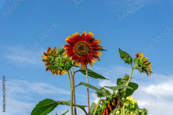 Fototapeta Sunflower fields at sunset