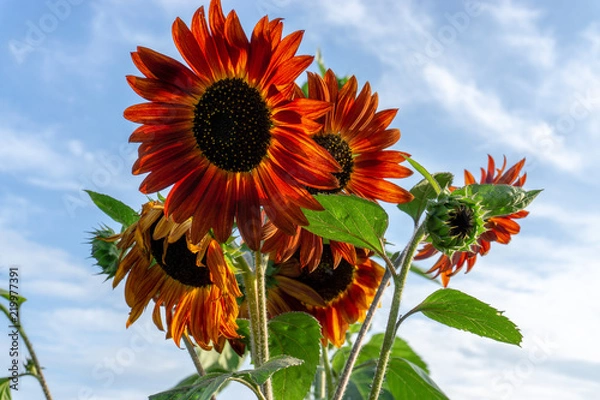Fototapeta Sunflower fields at sunset