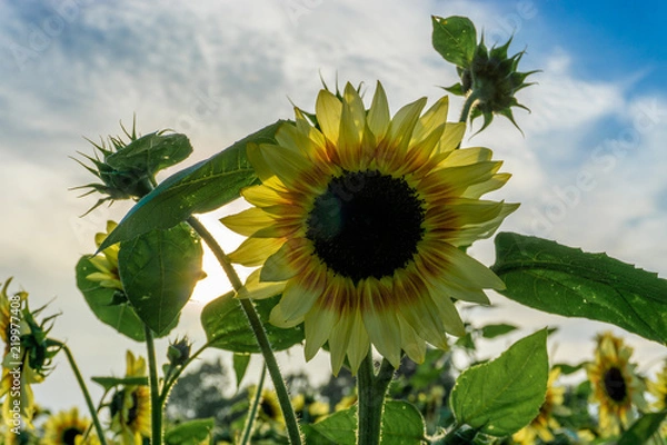 Fototapeta Sunflower fields at sunset