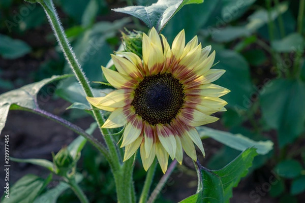 Fototapeta Sunflower fields at sunset