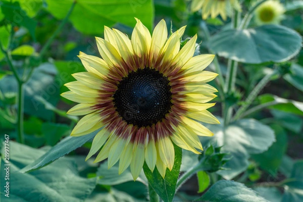 Fototapeta Sunflower fields at sunset