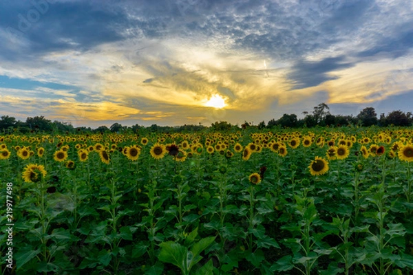 Fototapeta Sunflower fields at sunset