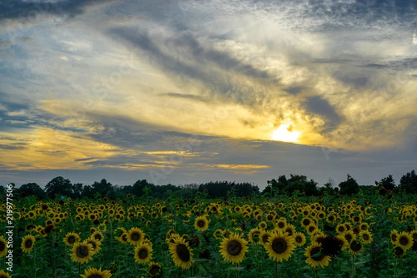 Fototapeta Sunflower fields at sunset