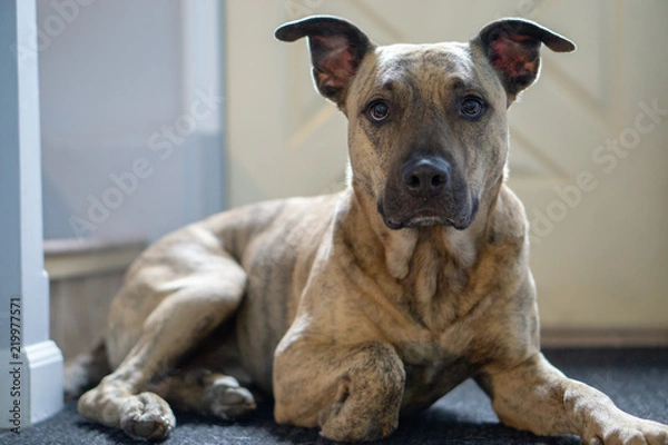 Fototapeta Brindle Pitbull Dog Indoors