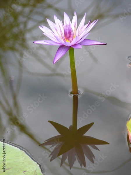 Obraz nénuphar rose