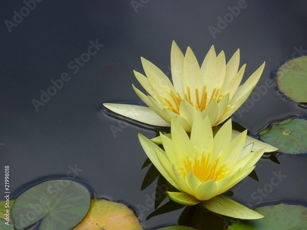 Obraz nénuphars jaunes