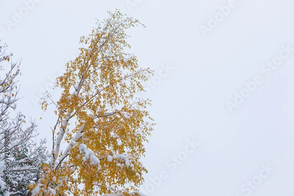 Obraz First snowfall and autumn leaves on tree