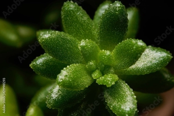 Obraz 多肉植物のクローズアップ