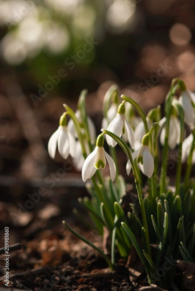Obraz Delicate Snowdrop Flower