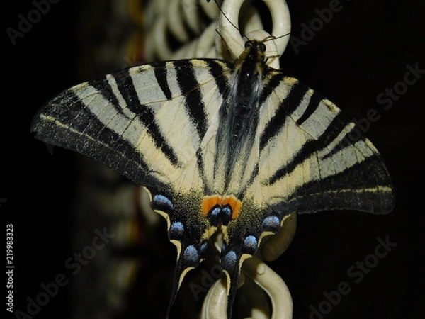 Fototapeta butterfly